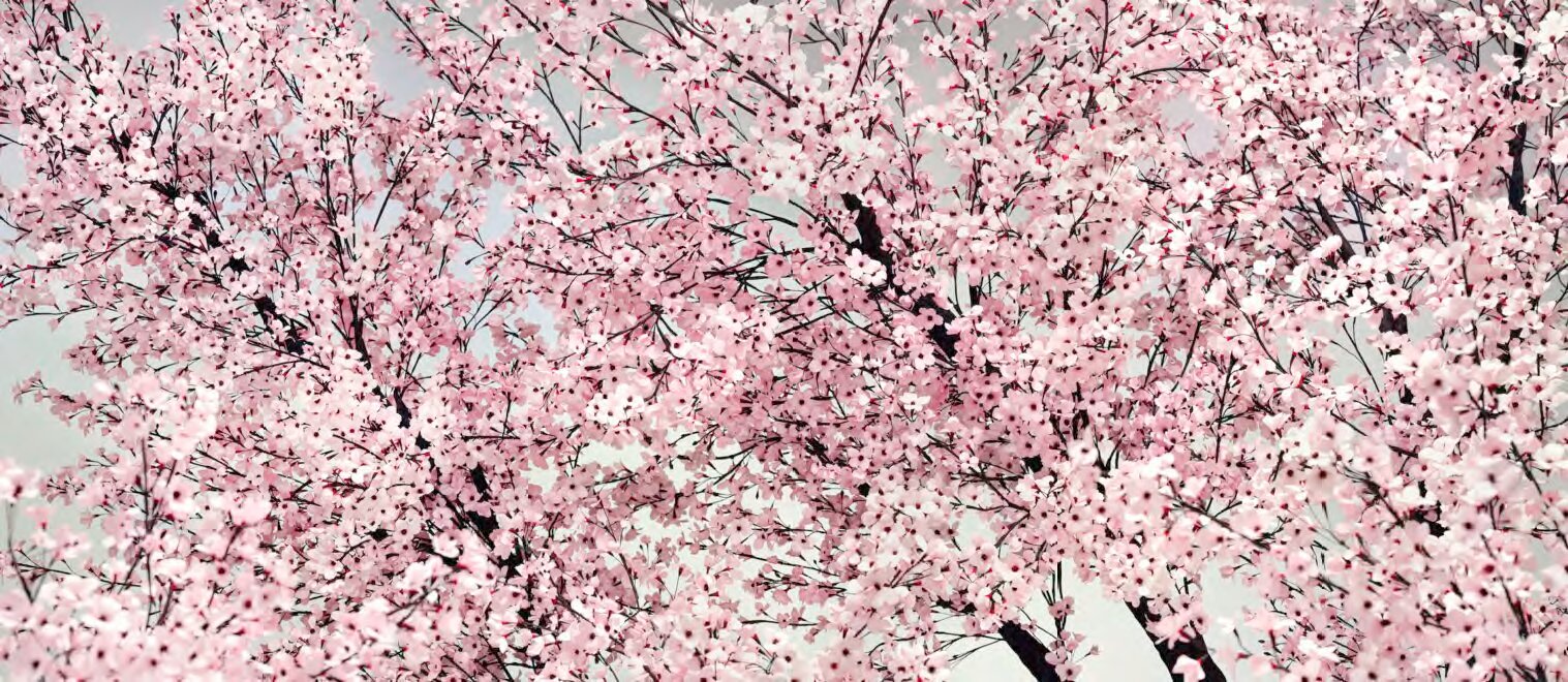 Thomas Demand. Hanami / Mirar las flores, 2014