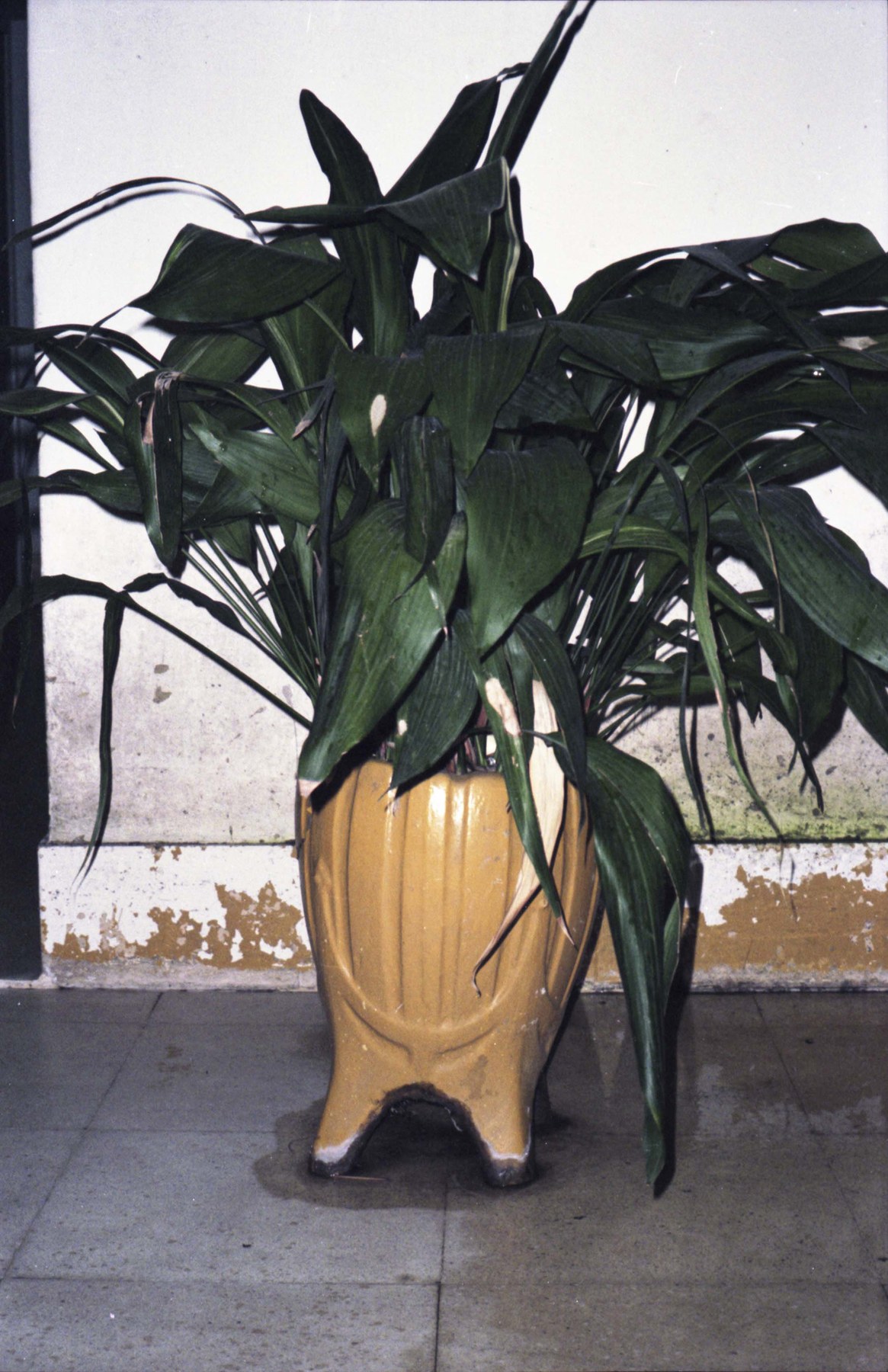 Raúl Flores. Amarillo, 1995