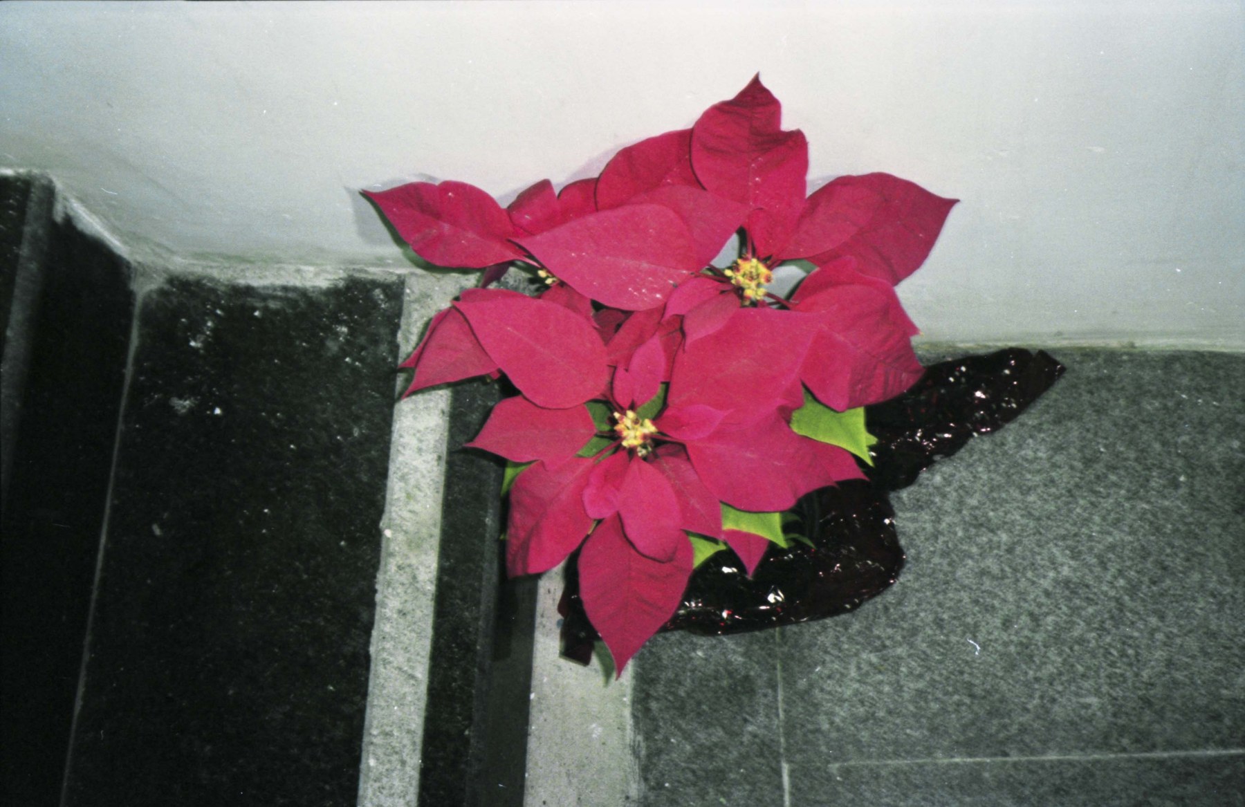 Raúl Flores.Estrella federal, 1996